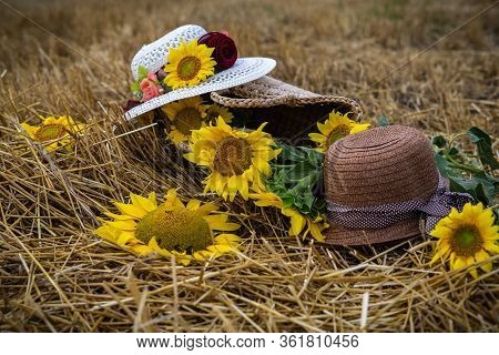 Still Life Of Hats And Baskets With Sunflowers On A Mowed Field