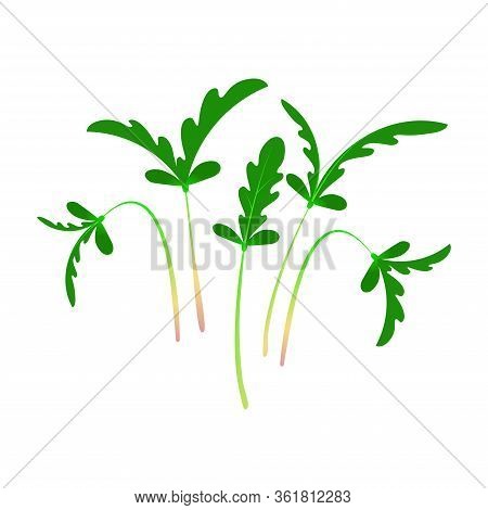 Microgreens Shungiku. Bunch Of Plants. White Background