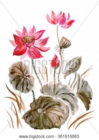 Red Lotus With Leaves, Buds And Seeds, Watercolor Illustration On A White Background, Isolated, Trad