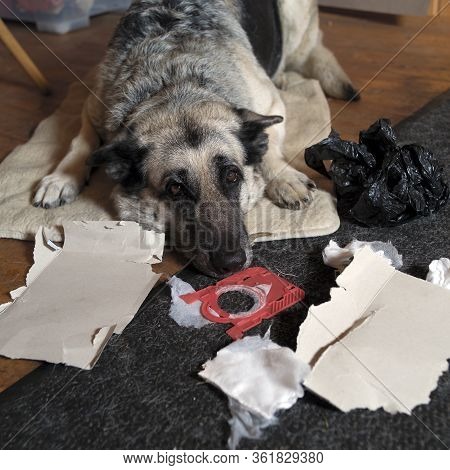 Portrart Of A Dog Looking Guilty, The Trash Tore Into Pieces In The Foreground