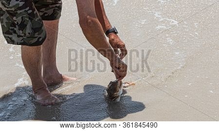 A Fisherman Is Removing A Hook From A Sea Robin Fish Mouth On The Beach.