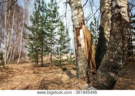 The Tree Bark Is Severely Damaged By Human Hand. Nature Protection. Eco Concept.