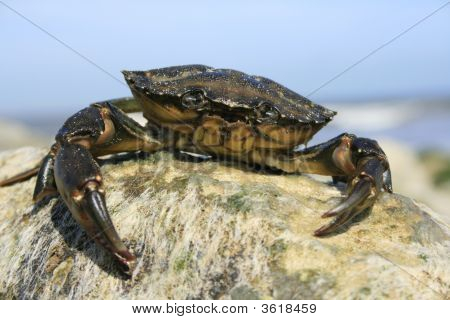 Krab