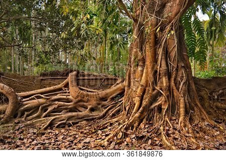 Eastern India. The State Of Assam. A Huge Ficus Tree That Has Taken Root Along The Wall Of A Stone F