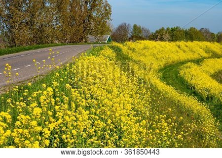 Spring Nature Landscape With Yellow Blossom Of Rapeseed Plants In Sunny Day In Betuwe, Gelderland, N