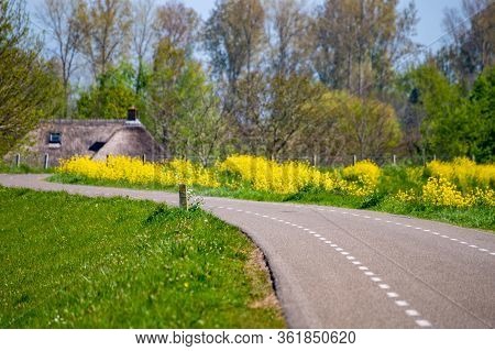 Spring Nature Landscape With Yellow Blossom Of Rapeseed Plants In Sunny Day In Betuwe, Gelderland, N