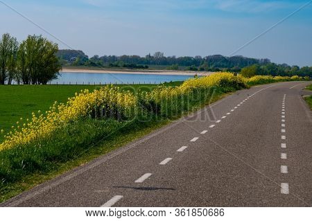 Spring Nature Landscape With Yellow Blossom Of Rapeseed Plants In Sunny Day In Betuwe, Gelderland, N