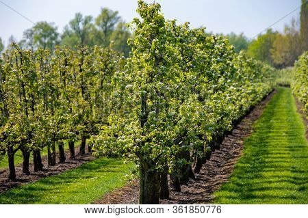 Rows With Old Plum Or Pear Fruit Trees With White Blossom In Springtime In Farm Orchards, Betuwe, Ne