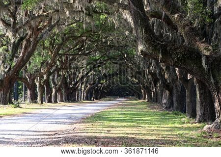 Wormsloe Plantation Rock Road Lined With Weeping Live Oak Trees Full Of Moss