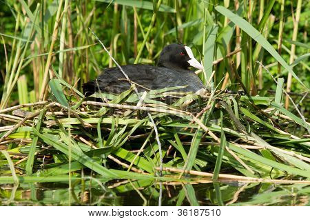 Common Coot Sitting On A Nest