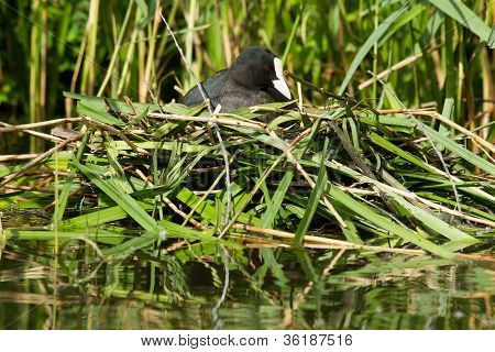 Common Coot Sitting On A Nest