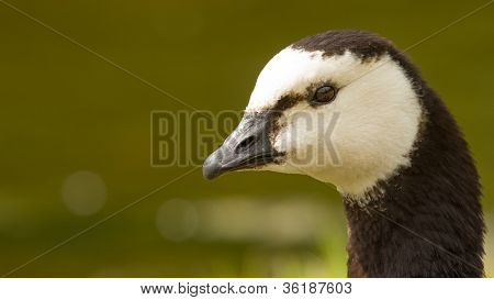 Close-up Of A Barnacle Goose