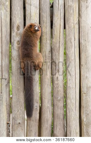 Lémur à ventre roux (eulemur Rubriventer)