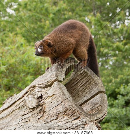 Lémur à ventre roux (eulemur Rubriventer)