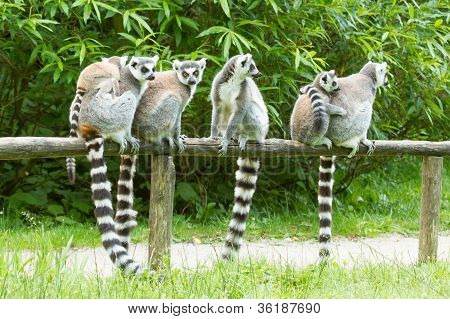 Ring-tailed Lemur i fangenskab