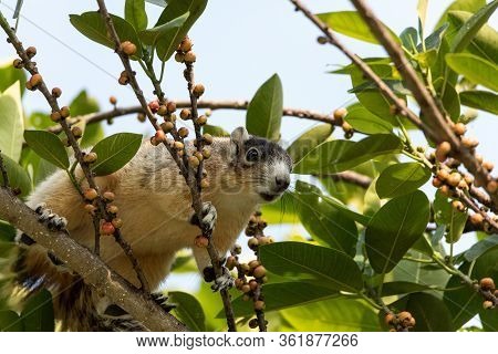 Light Tan Fox Squirrel Sciurus Niger Eats Berries