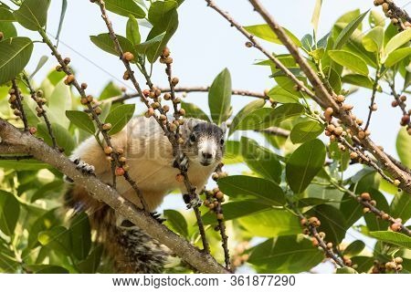 Light Tan Fox Squirrel Sciurus Niger Eats Berries