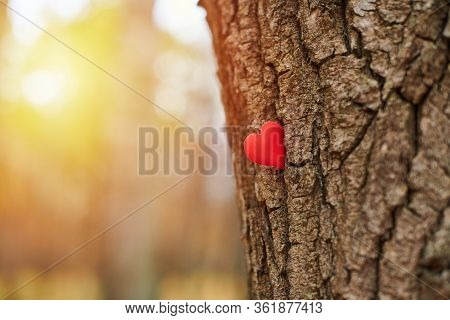 Heart On Tree. Environment Protection Symbol, Copy Space. Arboriculture Tree Love Concept.