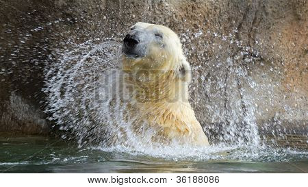 Close-up Of A Polarbear In Capticity