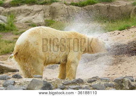 Close-up Of A Polarbear In Capticity