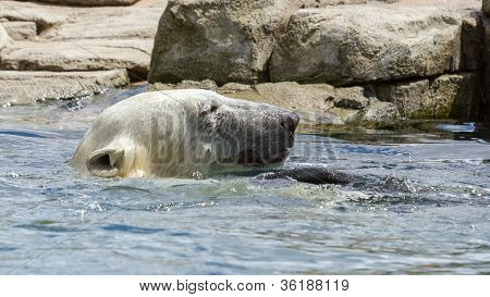 Close-up Of A Polarbear (icebear)
