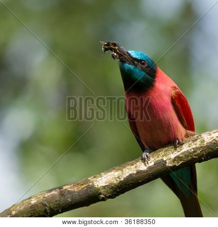 Norte Carmine bee-eater