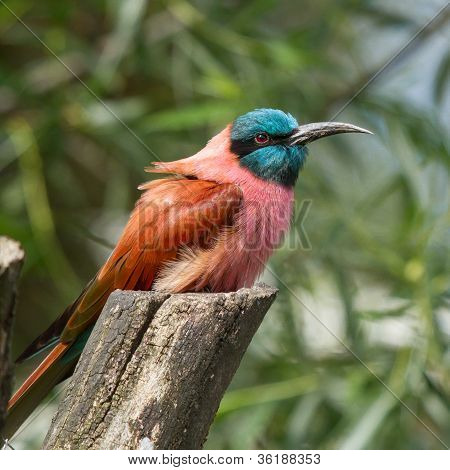 Northern Carmine Bee-eater