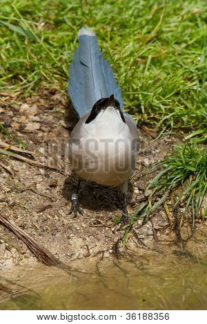 Northern Wheatear