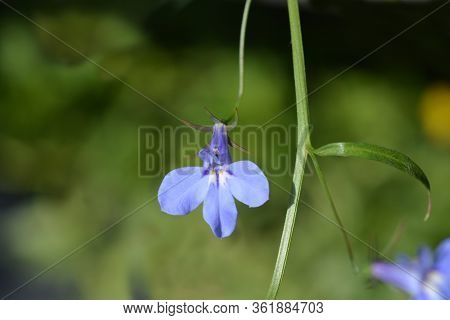 Garden Lobelia Flowers - Latin Name - Lobelia Erinus