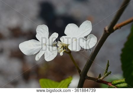 Japanese Snowball - Latin Name - Viburnum Plicatum Var. Tomentosum