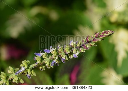 Painted Nettle Flower - Latin Name - Plectranthus Scutellarioides (solenostemon Scutellarioides)