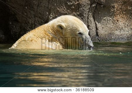Close-up Of A Polarbear In Capticity
