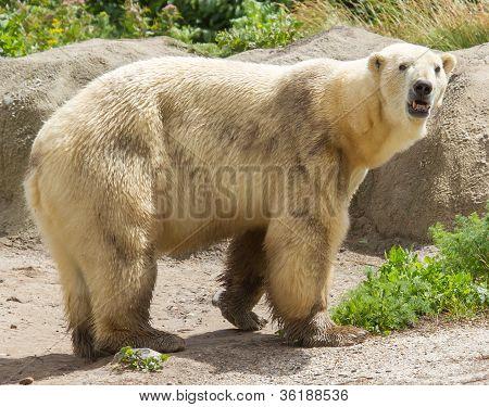 Close-up Of A Polarbear In Capticity