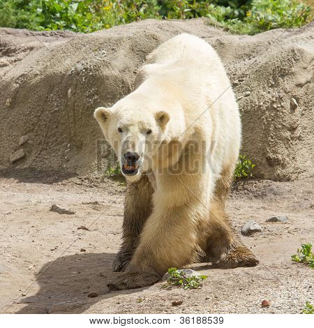 Close-up Of A Polarbear In Capticity