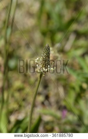 Ribwort Plantain - Latin Name - Plantago Lanceolata