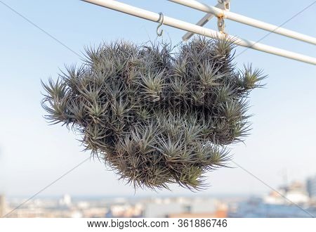 Air Plant Tillandsia Capitata Cluster Hanging Outdoors