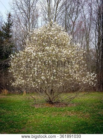 A Star Magnolia Tree With White Spring Blossoms In Joe Palaia Park In Ocean Township New Jersey.