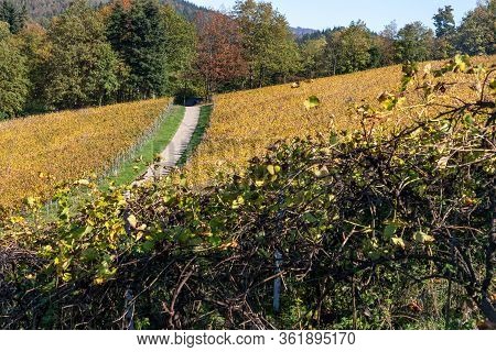 Varnhalt Vineyard With Black Forest In Background