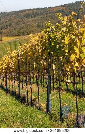 Varnhalt Vineyard With Black Forest In Background