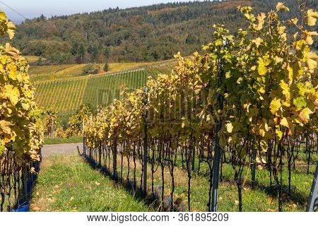 Varnhalt Vineyard With Black Forest In Background