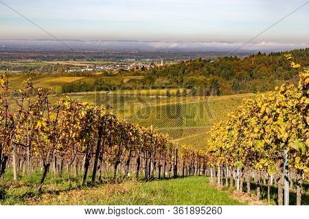 Varnhalt Vineyard With Village In Background
