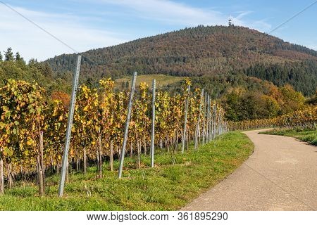 Varnhalt Vineyard With Black Forest In Background