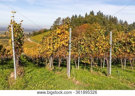 Varnhalt Vineyard With Road An Valley In Background