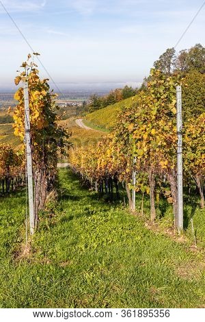 Varnhalt Vineyard With Road An Valley In Background