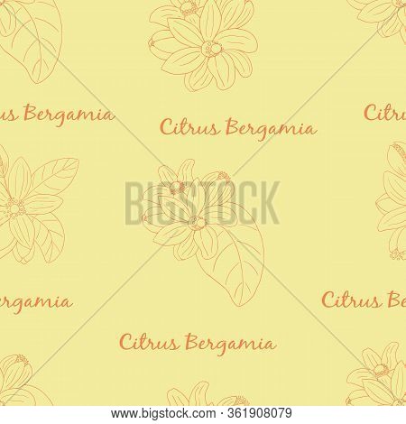 Herbs, And Seasonings Collection. Vector Hand Drawn Illustration Of Citrus Bergamia, Flowers And Fru