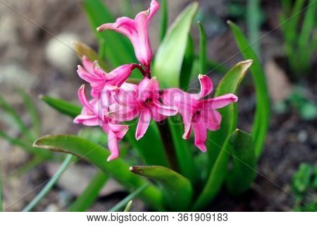 Pink And Purple Hyacinth In The Early Sping. Spring Flowers. Hyacinth Flower