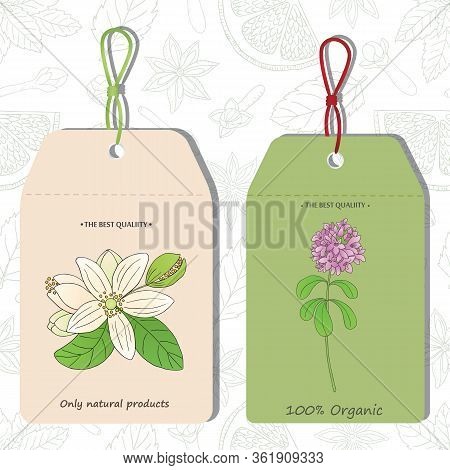 Organic Collection. Vector Hand Drawn Illustration With Plants Thyme And Citrus Bergamia. Label Temp