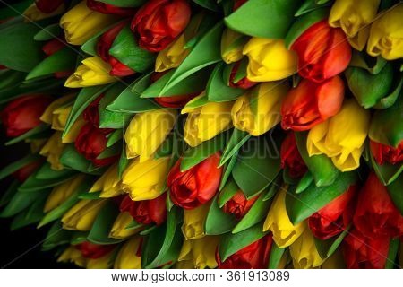 Red And Yellow Tulips On A Black Background