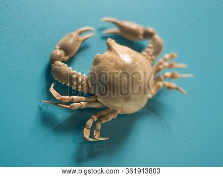 Sea Crab Shell On A Blue Background