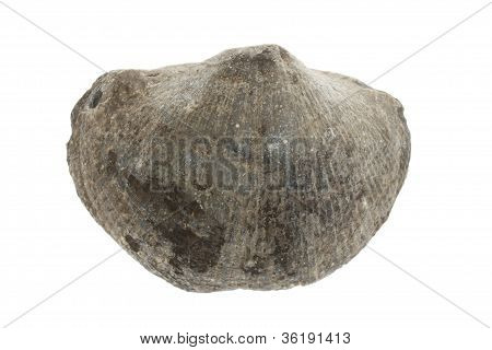 Large Fossil Shell